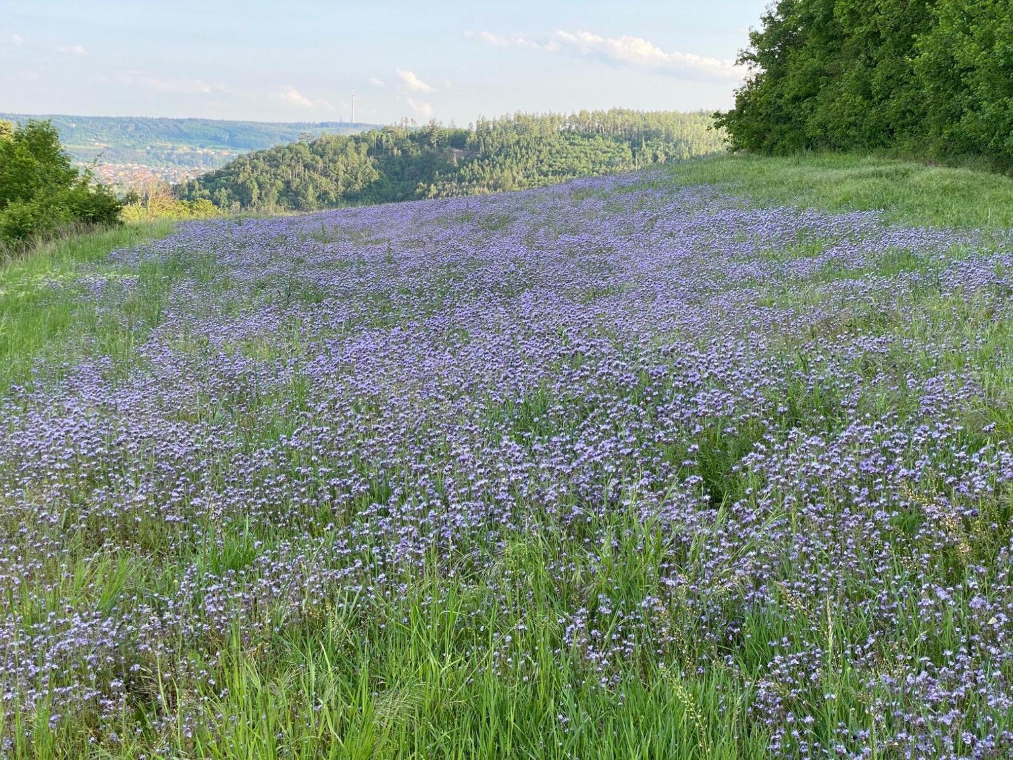 Hébergement de vacances Lochkov 53 *